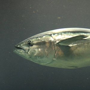 Pacific bluefin tuna - Tokyo Sea Life Park, February 2016