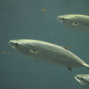 Striped bonito - Tokyo Sea Life Park, February 2016