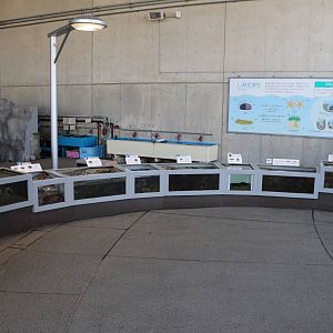 Rocky shore small tanks - Tokyo Sea Life Park, February 2016