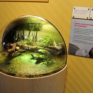 Mar. 2016 - Amphibians - Bullfrog Exhibit