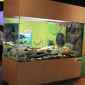 Mar. 2016 - Amphibians - Japanese Giant Salamander Exhibit