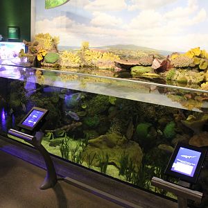 Mar. 2016 - Wild Reef - Lagoon Tank (16 Species)