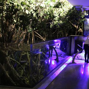 Mar. 2016 - Wild Reef - Mangrove Tank (8 Species)