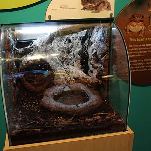 Mar. 2016 - Amphibians - Cane Toad Exhibit