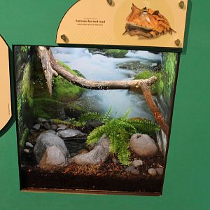 Mar. 2016 - Amphibians - Surinam Horned Toad Exhibit