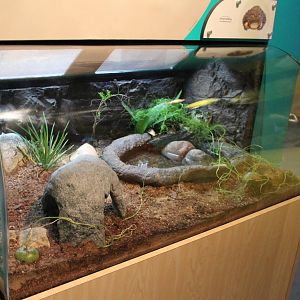 Mar. 2016 - Amphibians - African Bullfrog Exhibit