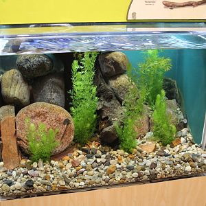 Mar. 2016 - Amphibians - Eastern Hellbender Exhibit