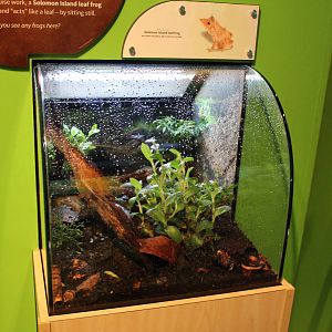 Mar. 2016 - Amphibians - Solomon Island Leaf Frog Exhibit