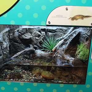 Mar. 2016 - Amphibians - Iberian Newt Exhibit