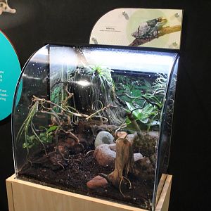 Mar. 2016 - Amphibians - Amazon Milk Frog Exhibit