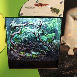 Mar. 2016 - Amphibians - Emperor Salamander + Yellow-spotted Climbing Toad