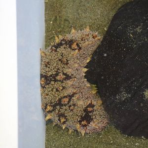Japanese sea cucumber, February 2016