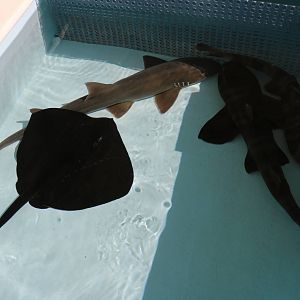 Touch tank, February 2016