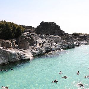 Penguin pool, February 2016