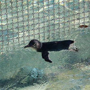 Little blue penguin, February 2016