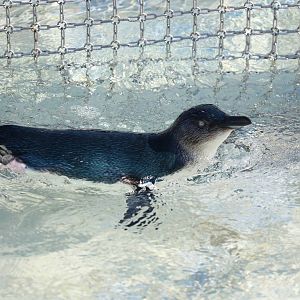 Little blue penguin, February 2016
