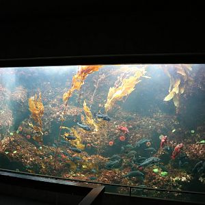 Kelp tank, February 2016