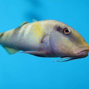 Manybar goatfish, February 2016