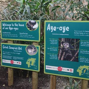 Aye-aye and Jumping Rat Signage at Chester, 09/03/16