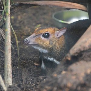 Balabac Chevrotain at Chester, 09/03/16