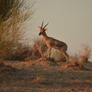 Indian Gazelle (Gazella bennettii)