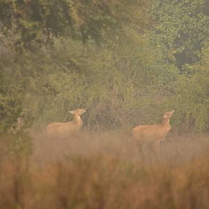 Nilgai (Boselaphus tragocamelus)