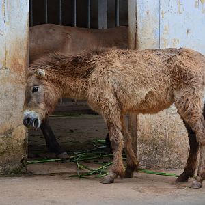 Przewalski's horse