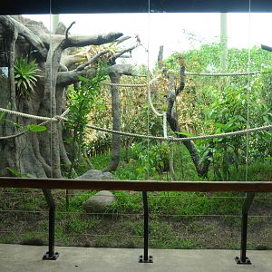 White handed marmoset enclosure