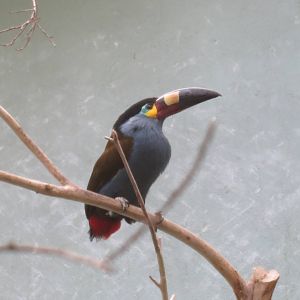 Plate-billed Mountain Toucan - World of Birds 031215