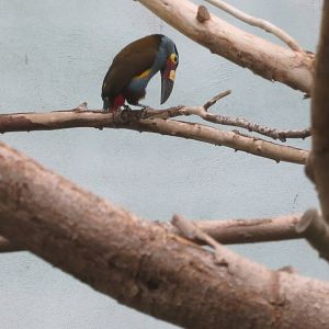 Plate-billed Mountain Toucan - World of Birds 031215