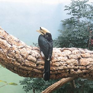 Oriental Pied Hornbill - World of Birds 031215