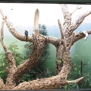 Oriental Pied Hornbill - World of Birds 031215