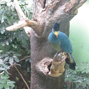 Great Blue Turaco- World of Birds 031215