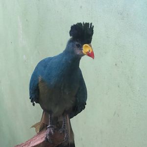 Great Blue Turaco- World of Birds 031215