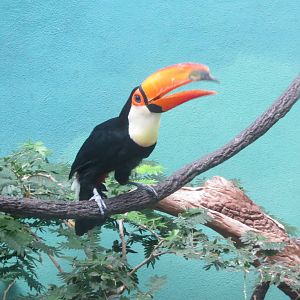 Toco Toucan - World of Birds 031215