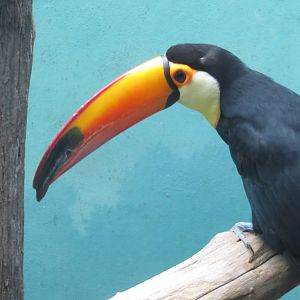 Toco Toucan - World of Birds 031215