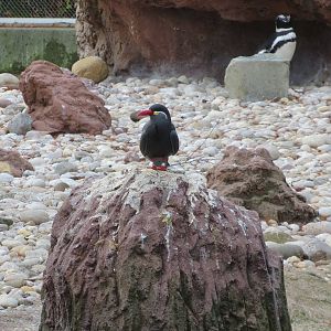 Inca Tern - Sea Bird Colony 031215