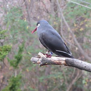 Inca Tern - Sea Bird Colony 031215