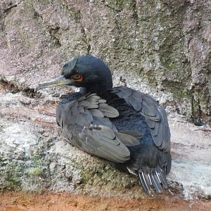 Guanay Cormorant - Sea Bird Colony 031215