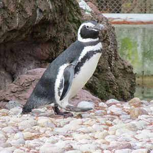 Magellanic Penguin - Sea Bird Colony 031215