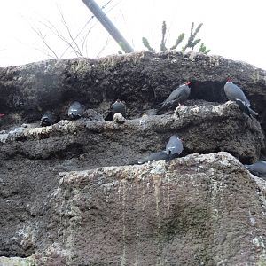 Inca Terns - Sea Bird Colony 031215