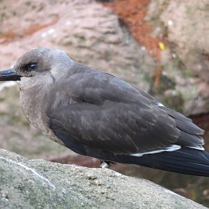 Inca Tern - Sea Bird Colony 031215
