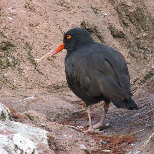 Black Oystercatcher - Sea Bird Colony 031215