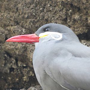 Inca Tern - Sea Bird Colony 031215