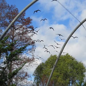 Inca Terns - Sea Bird Colony 031215