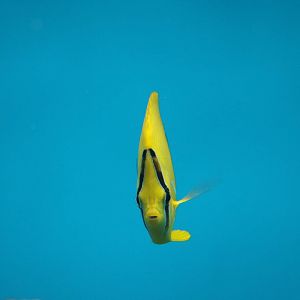 Bluelashed butterflyfish, February 2016
