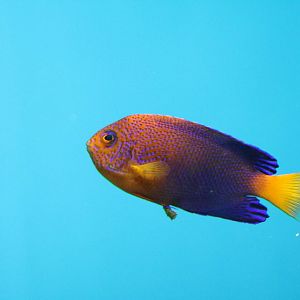 Japanese angelfish, February 2016