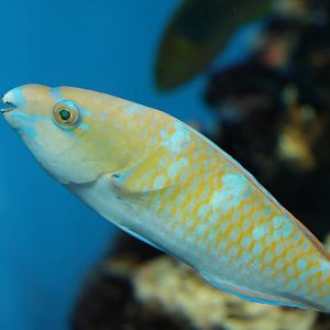 Blue-barred parrotfish, February 2016