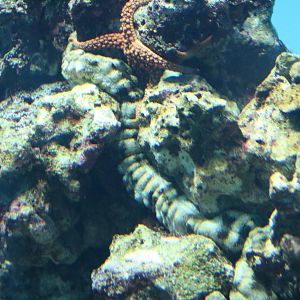 Synaptid sea cucumber, February 2016