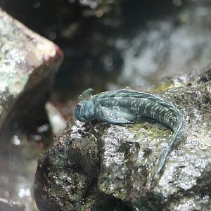 Leaping blenny, February 2016